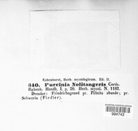 Puccinia noli-tangere image